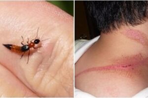 دراکولاها به چه کسانی حمله می‌کنند؟