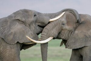 بزرگترین چالش فیل بودن!