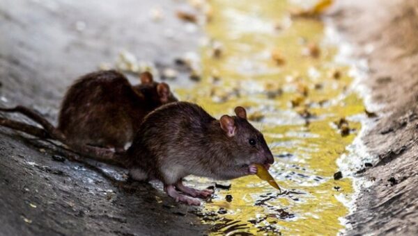 ببینید  پرسه زدنن ترسناک گله موش‌ها در خیابان لاکرونیا اسپانیا