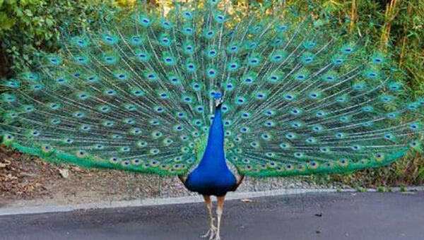 ببینید  لحظه تماشایی پرواز یک طاووس