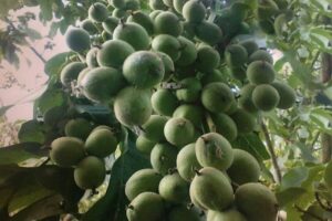 نهال گردو خوشه‌ای  ژنوتیپ پالیز ۱۵ تن گردو تولید می‌کند