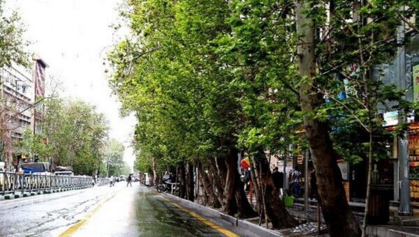 تصاویر  شکستن درخت در تهران در اثر بارش باران امروز