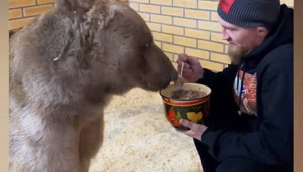 ببینید  غذا دادن به یک خرس غولپیکر توسط مرد روس با قاشق