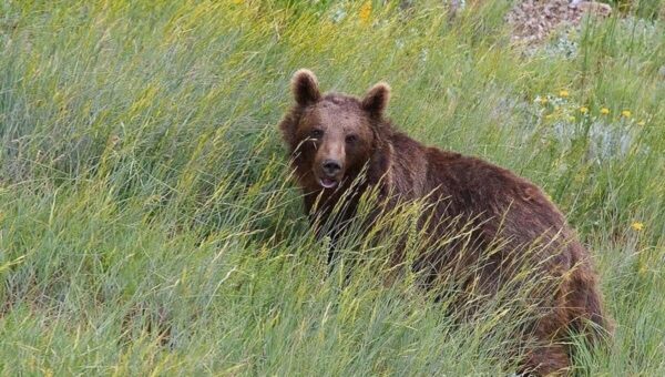 ثبت همزمان تصویر ۴ قلاده خرس قهوه‌ای در منطقه حفاظت شده اشترانکوه
