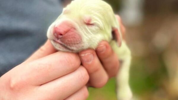 ببینید  تصاویری از تولد یک توله‌ سگ به رنگ سبز لیمویی