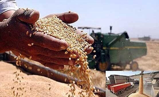 خرید بیش از ۱۲ هزار تن گندم در خرمشهر