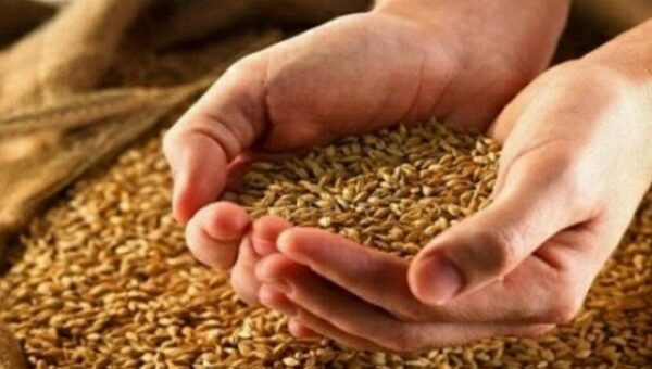 خبر جدید برای گندمکاران/ قیمت گندم مشخص شد