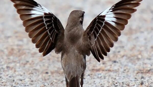 ۳۵ گونه پرنده مهاجر به ایران در فهرست گونه‌های در معرض تهدید