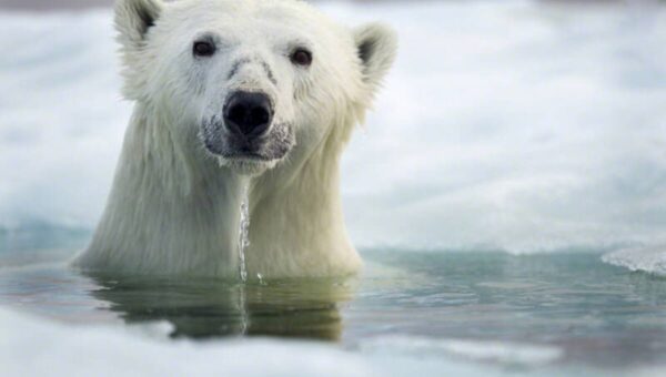 ببینید  صحنه‌ای پر بازدید از شیرجه بامزه خرس قطبی در آب