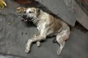 انتشار ویدئویی از دار زدن یک قلاده سگ در حوالی چالوس/ مسئولان اظهار بی‌اطلاعی کردند