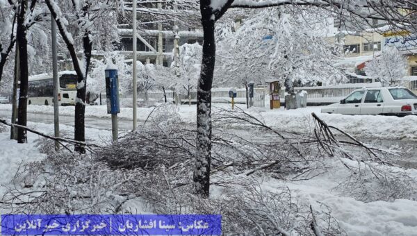 ارومیه برفی / بارشی به قصد جان درختان