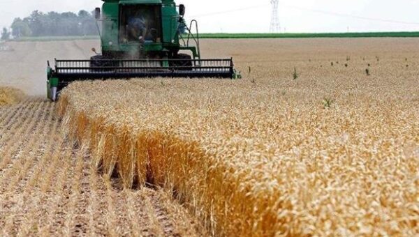 پیگیری استاندار خوزستان برای تسریع در پرداخت‌ پول گندم کشاورزان