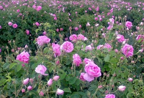 برداشت گل محمدی از گلستان‌های قزوین آغاز شد