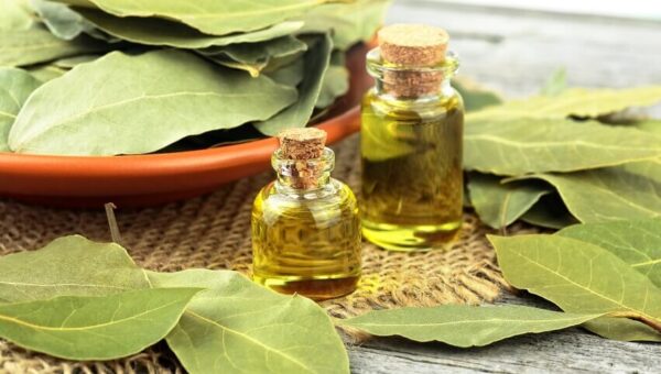 خواص درمانی و شگفت انگیز برگ یک گیاه