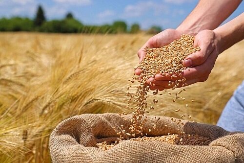 خرید ۱۷۸هزار تن گندم از کشاورزان قزوینی