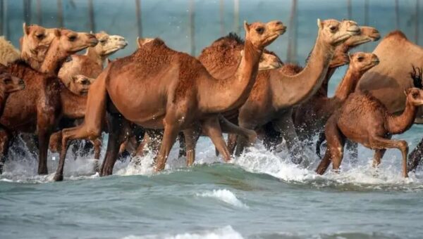 ببینید  حمام شترها در آب‌های خلیج فارس