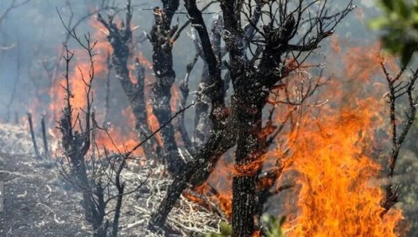 ببینید  آتشسوزی گسترده در منطقه «پشته کاکا» شهرستان بدره  ایلام