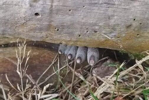 انگشتان مرده از تنه درخت بیرون زده‌اند! / وحشت در دل جنگل