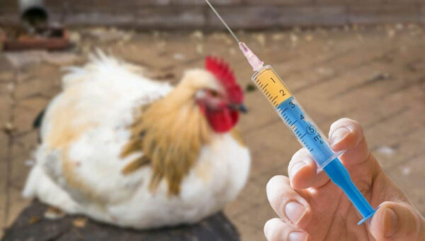 تزریق ۱۵۵ میلیون دُز واکسن برای سلامت طیور زنجان