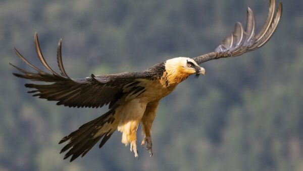 عکس  تصویری جالب از حضور همای سعادت در تهران!