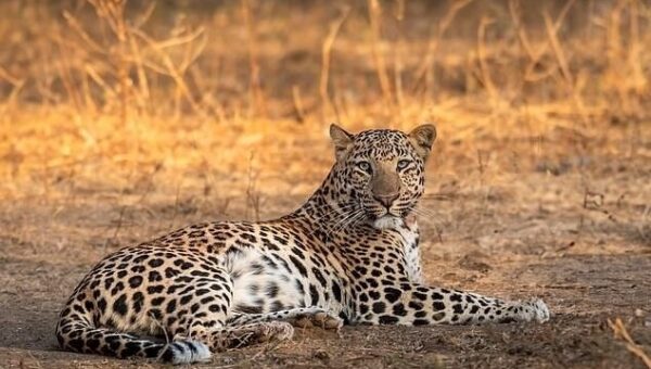 ببینید  ثبت تصویر بزرگ‌ترین پلنگ دنیا در ارتفاعات سالوک خراسان شمالی