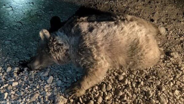 ببینید  تصادف یک قلاده خرس قهوه‌ای در کرمانشاه