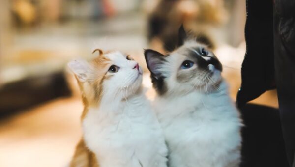 پرداخت نفقه گربه‌ها پس از طلاق