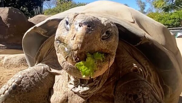 مرگ سالخوردهترین ساکن باغ وحش «سندیگو»/ عکس