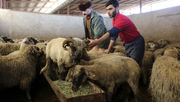 تعطیلی بازار دام مهد توس برای مهار تب‌ برفکی / تعیین جایگاه‌های موقت عرضه دام در مشهد