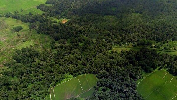 بهای واقعی جنگلکاری عظیم چین