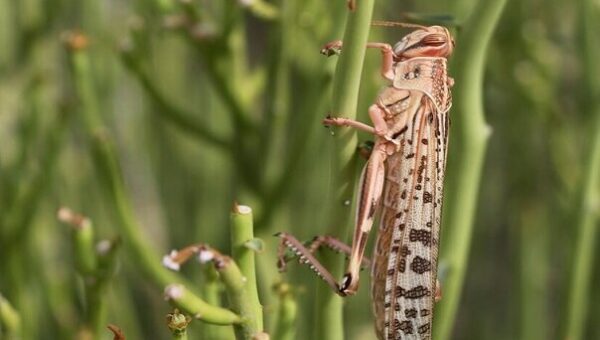 هرمزگان آماده مقابله با هجوم ملخ های صحرایی است
