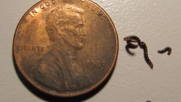 تنها حشره قطب جنوب پلاستیک می‌خورد / کشف تکان‌دهنده زنگ‌خطر را به صدا درآورد