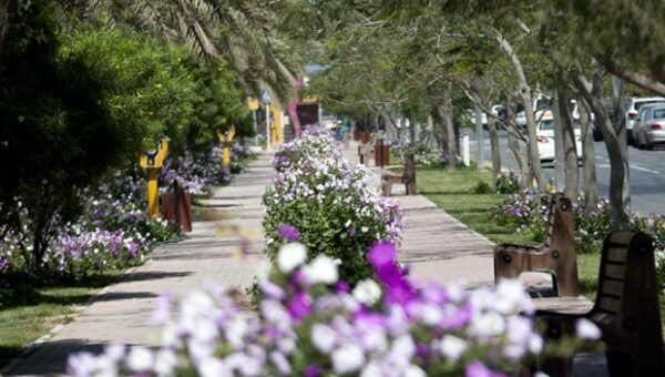 کاشت میلیون ها گل زیبای فصلی برای استقبال شایسته از گردشگران نوروزی کیش