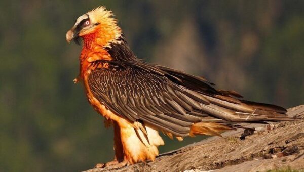 عکس  تصویری بی‌نظیر از پروازی هُمای سعادت در ارتفاعات الموت