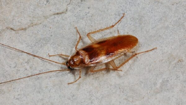 سوسک چطور بدون سر زنده می‌ماند؟