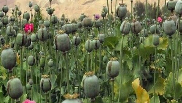 کشت خشخاش آزاد شد؟/ توضیحات دبیرکل ستاد مبارزه با موادمخدر