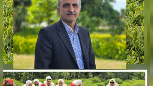 رئیس سازمان چای کشور گفت: میزان مصرف چای برای هر خانوار در طول یک سال به‌طور متوسط حدود یک کیلوگرم است