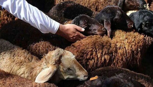 توصیه‌ وزارت بهداشت درباره ذبح دام در آستانه عید قربان