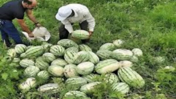 برداشت هندوانه از ۳ هزار هکتار اراضی گیلان آغاز شد