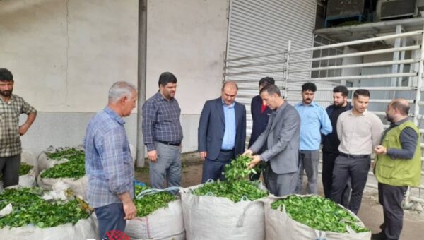 پایان برداشت چای در لنگرود با رشد ۵ درصدی تولید