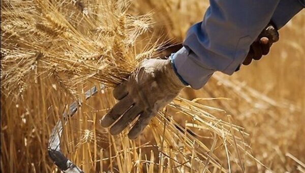 جدیدترین خبر برای گندمکاران/ قیمت گندم و نان آزاد می‌شود؟