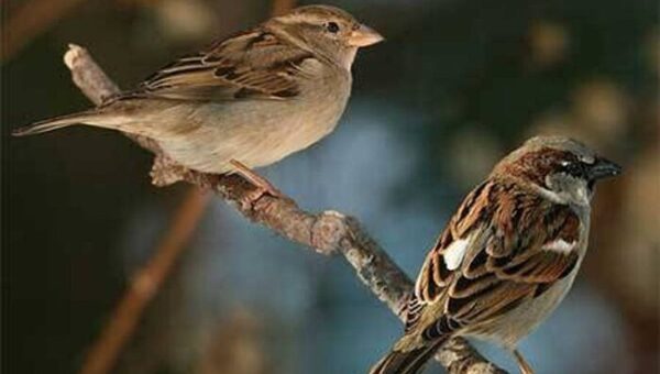 اگر تعداد گنجشکها کم شود چه اتفاقی در شهر می افتد؟