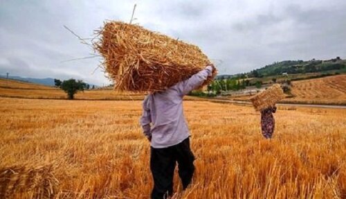 خبر مهم رییس سازمان برنامه برای گندمکاران/ زمان پرداخت کامل مطالبات گندمکاران اعلام شد