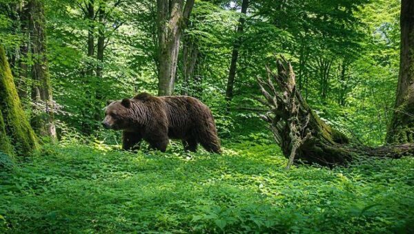 ببینید | ثبت تصاویر پلنگ، خرس و گراز در ارتفاعات شرق گیلان