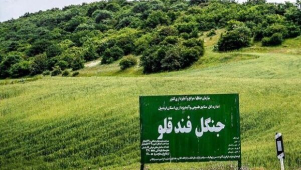 برای اولین‌بار در پرونده قطع درختان؛ حکم تبعید صادر شد/ کمین ۴۸ ساعته برای شکار متخلفان فندقلو