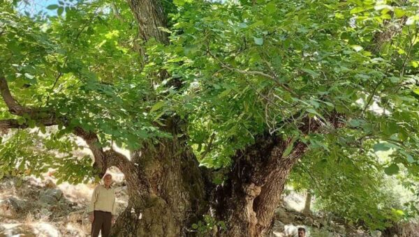 کهن‌ترین درخت گردوی ایران در کهمان الشتر ثبت ملی شد